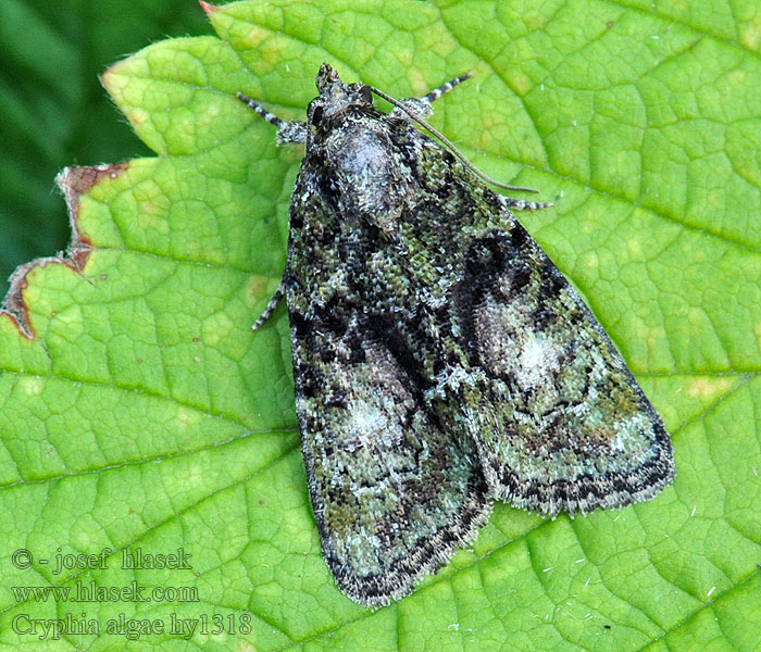 Hain Baumflechteneulchen Dunkelgrüne Flechteneule Cryphia algae