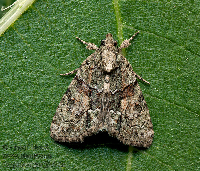 Šípověnka lipová Mechovnice Sárgászöld zuzmóbagoly Cryphia algae