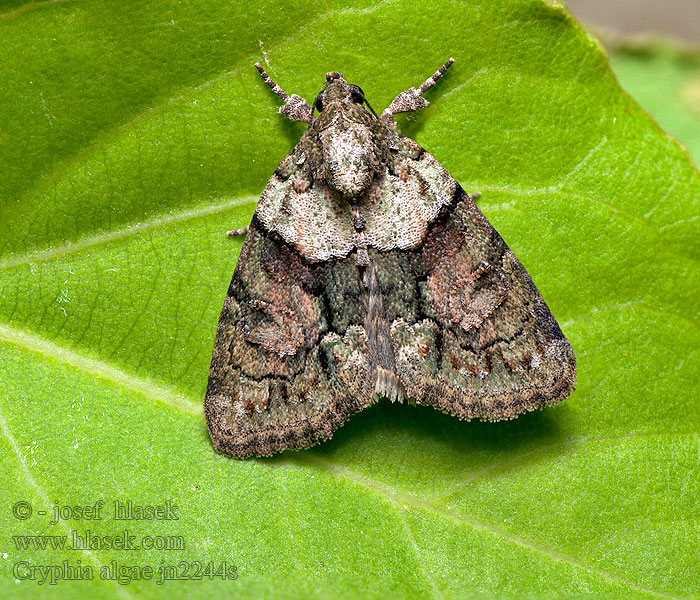Tree-lichen Beauty Hain Baumflechteneulchen Cryphia algae