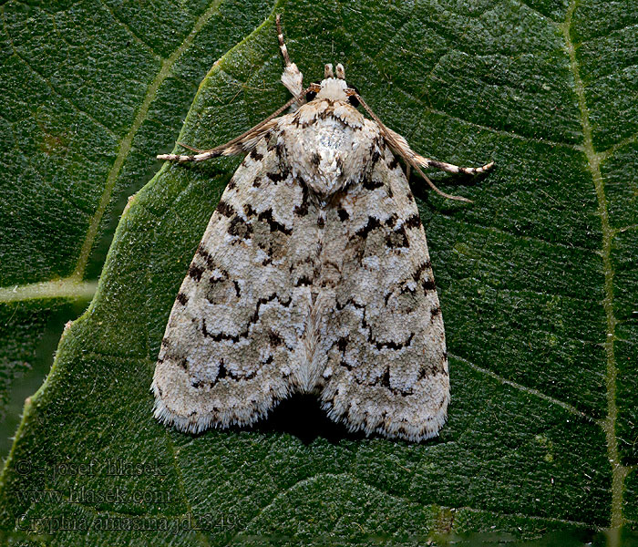 Cryphia amasina