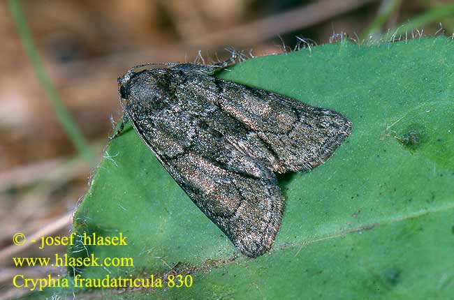 Cryphia fraudatricula