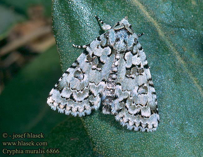 Cryphia muralis Nyctobrya Bryopsis Šípověnka zední