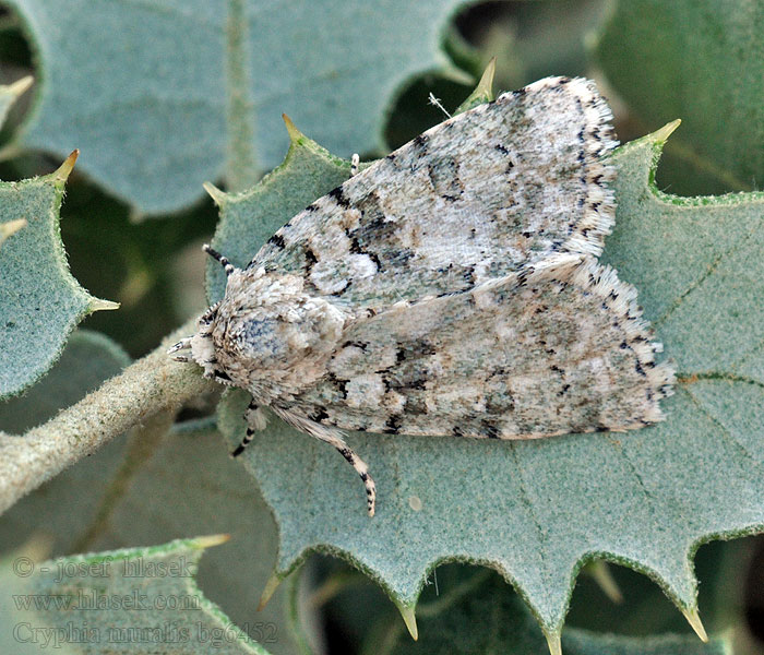 Šípověnka zední Lišajníkovka múrová Cryphia muralis