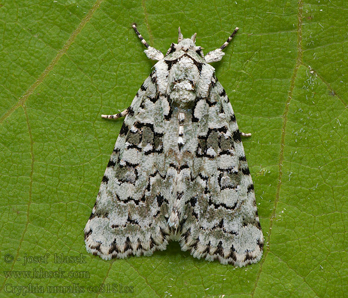 Cryphia muralis Bryophile Lichen Groene korstmosuil