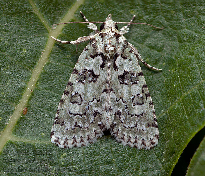 Cryphia muralis Šípověnka zední Zöld zuzmóbagoly Murlavfly