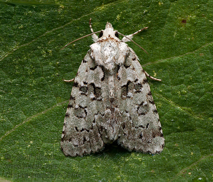 Nyctobrya Bryopsis Mauerflechteneul Marbled Green Cryphia muralis