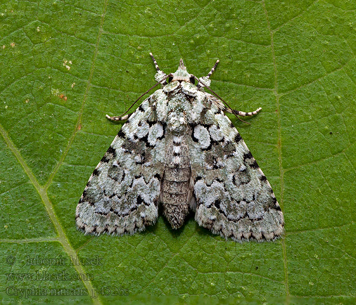 Lišajníkovka múrová Groene korstmosuil Zöld zuzmóbagoly Murlavfly Cryphia muralis