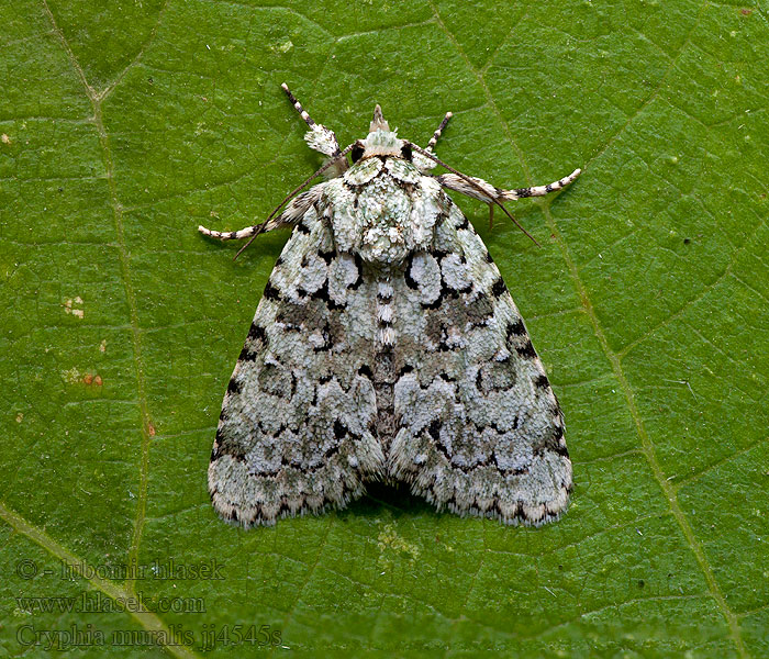 Šípověnka zední Mauerflechteneul Marbled Green Cryphia muralis