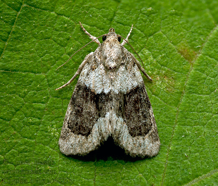 Cryphia ochsi