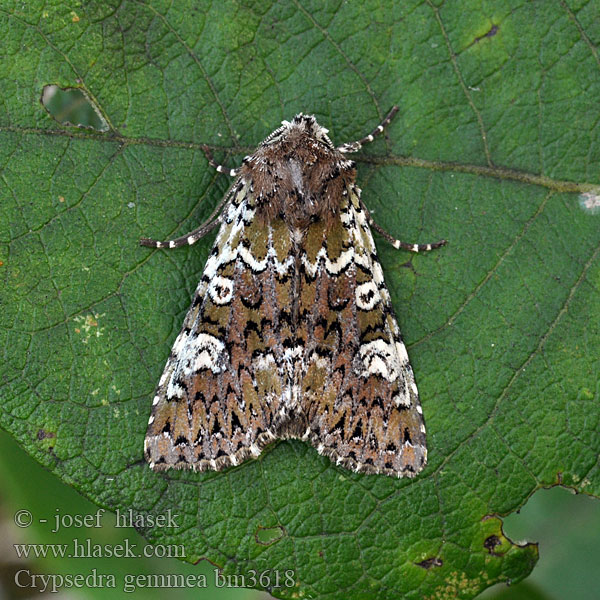 Crypsedra gemmea Polymixis Cameo Waldrasen-Ziereule