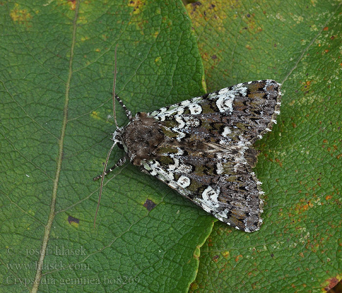 Pestroskvrnka ozdobná Совка самоцветовая Noctuelle Vulpin