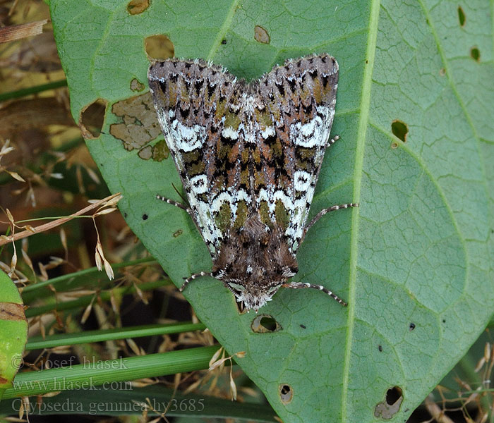 Crypsedra gemmea Polymixis Cameo Vitfläckigt ängsfly