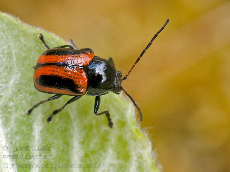 Cryptocephalus bipunctatus
