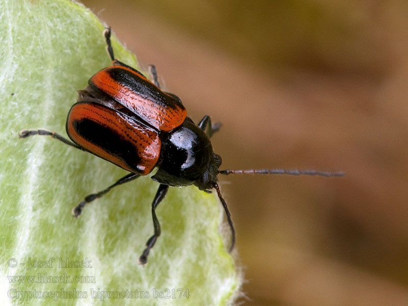 Cryptocephalus bipunctatus