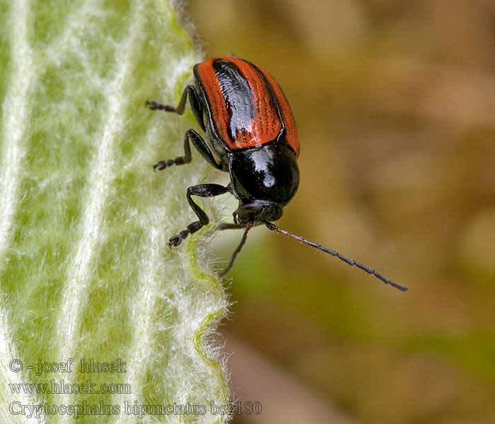Cryptocephalus bipunctatus