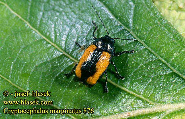 Cryptocephalus marginatus 876