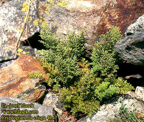 Cryptogramma crispa Parsley fern Persillebregne Liesu