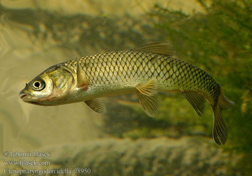 Ctenopharyngodon idella Grass carp 草鱼 Amur bílý Белый амур Amur biały Graskarpfen Cá trắm cỏ Білий амур східноазіатський ปลาเฉา Gräskarp Ruohokarppi Бели амур Beli amur Amur biely Gresskarpe ソウギョ Graskarper Baltasis amūras אמור לבן Herbovora karpo 초어 Valgeamuur آمور (ماهی Бял амур مبروك الحشائش