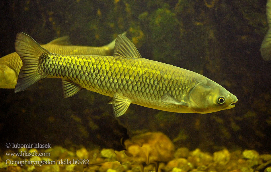 آمور (ماهی Бял амур مبروك الحشائش Ctenopharyngodon idella Grass carp 草鱼 Amur bílý Белый амур Amur biały Graskarpfen Cá trắm cỏ Білий амур східноазіатський ปลาเฉา Gräskarp Ruohokarppi Бели амур Beli amur Amur biely Gresskarpe ソウギョ Graskarper Baltasis amūras אמור לבן Herbovora karpo 초어 Valgeamuur