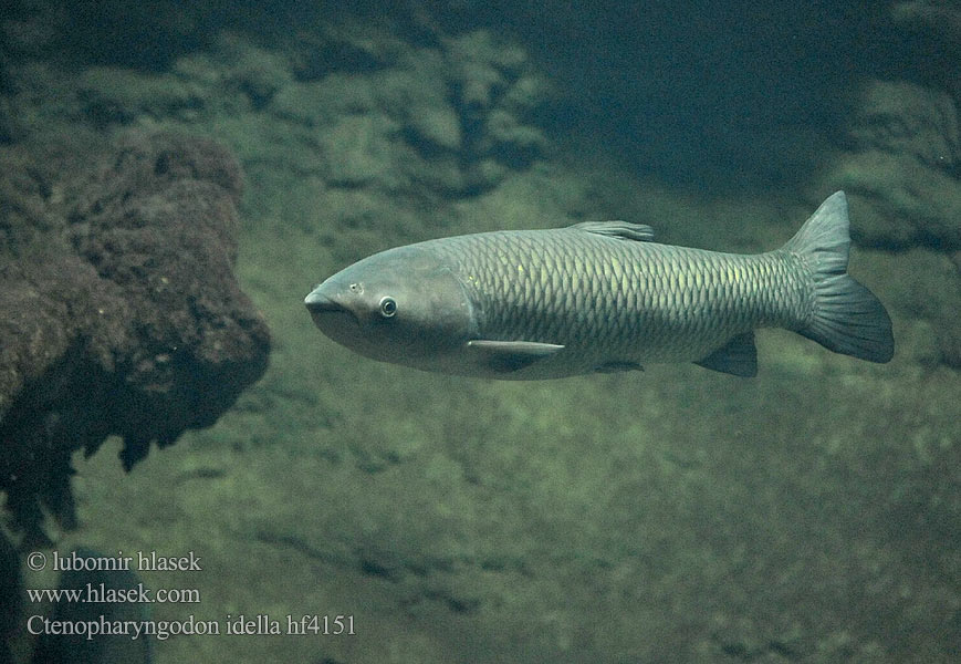 Grass carp 草鱼 Amur bílý Белый амур Amur biały Graskarpfen Cá trắm cỏ Білий амур східноазіатський ปลาเฉา Gräskarp Ruohokarppi Бели амур Beli amur Amur biely Gresskarpe ソウギョ Graskarper Baltasis amūras אמור לבן Herbovora karpo 초어 Valgeamuur آمور (ماهی Бял амур مبروك الحشائش Ctenopharyngodon idella