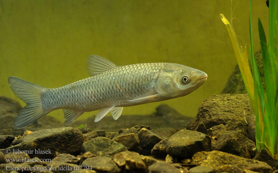 Ctenopharyngodon idella Graskarpfen