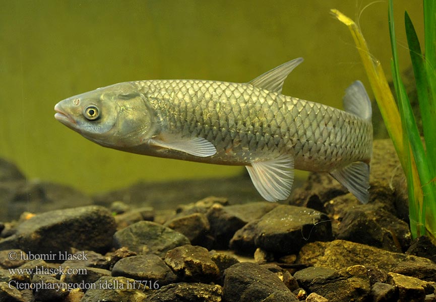 Ctenopharyngodon idella Білий амур східноазіатський