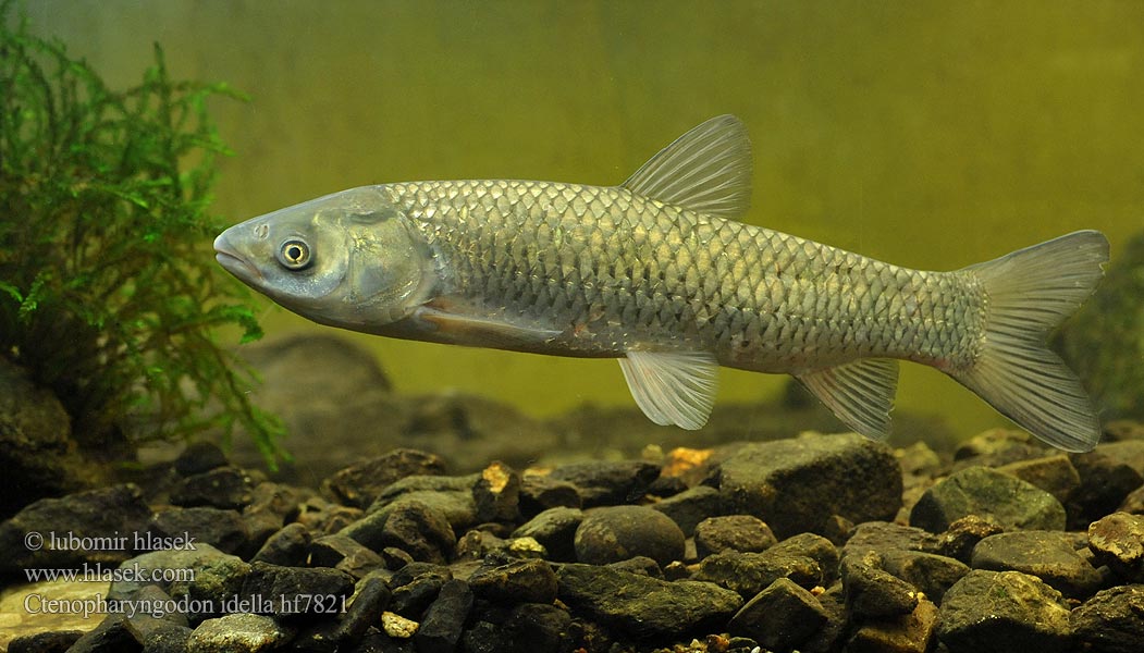 Ctenopharyngodon idella Ruohokarppi Бели амур