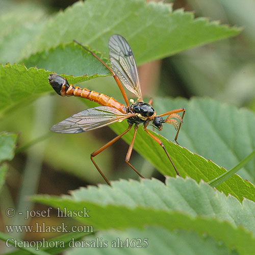 Ctenophora dorsalis Tanyptera Crane fly Tiplice