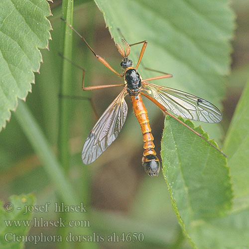 Wood-boring Tipulid Ctenophora dorsalis Tanyptera frontalis