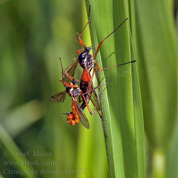 Ctenophora dorsalis Tanyptera frontalis Wood-boring Tipulid