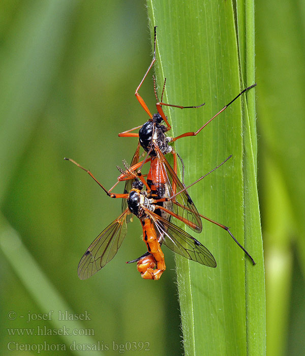 Tanyptera dorsalis frontalis Ctenophora Wood-boring Tipulid