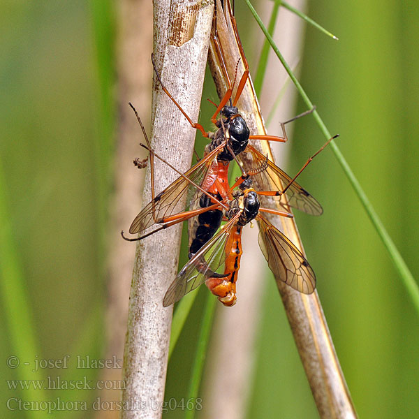 Tanyptera dorsalis Wood-boring Tipulid frontalis Ctenophora