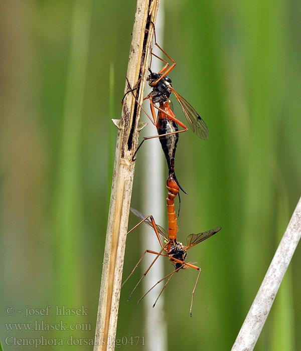 Ctenophora dorsalis Wood-boring Tipulid Tanyptera frontalis