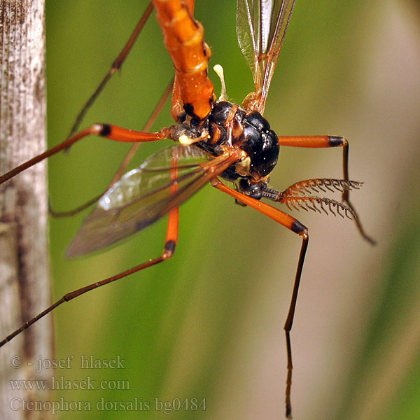 Wood-boring Tipulid Ctenophora dorsalis Tanyptera frontalis