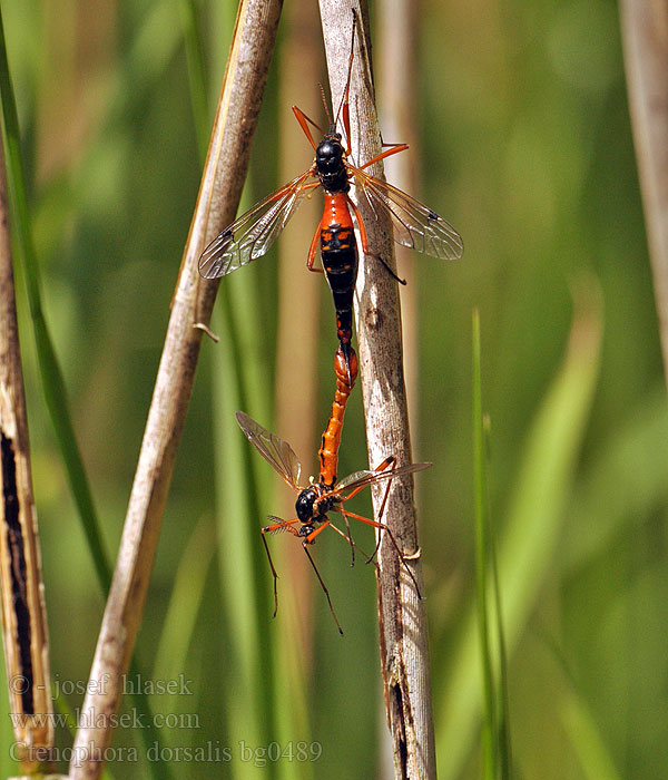 Wood-boring Tipulid Ctenophora dorsalis Tanyptera frontalis