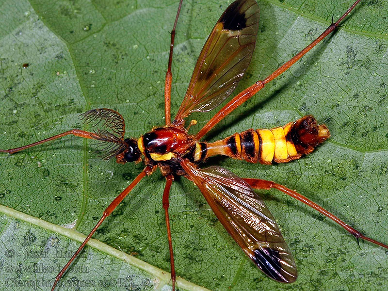 Tipule orné Ctenophora ornata