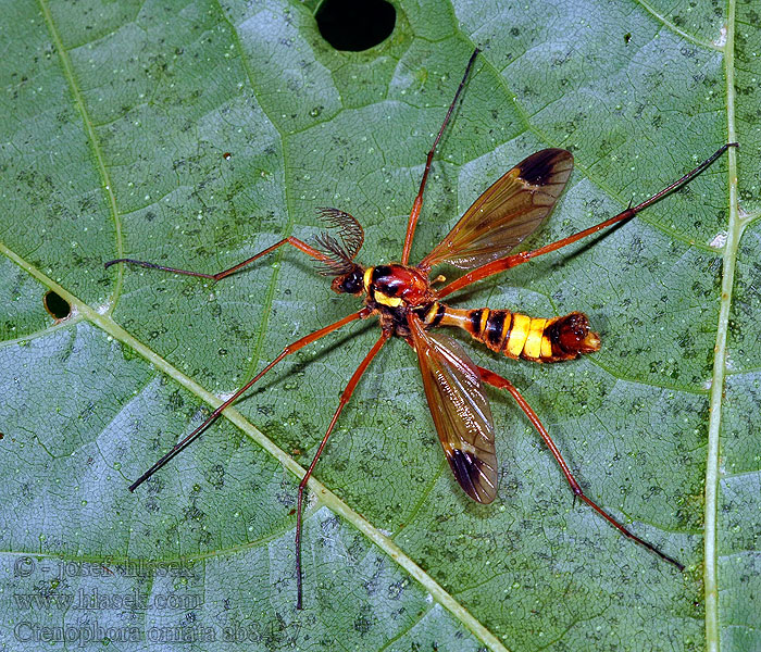 Gele Kamlangpootmug Ctenophora ornata