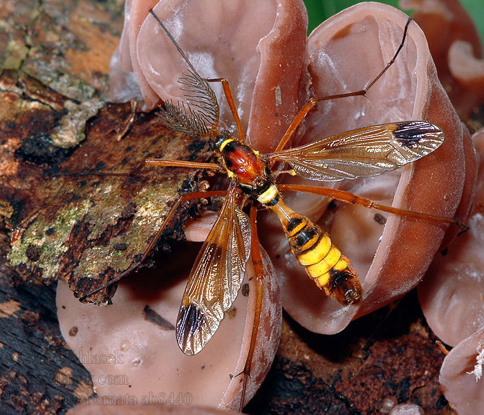 Kammschnake Ctenophora ornata