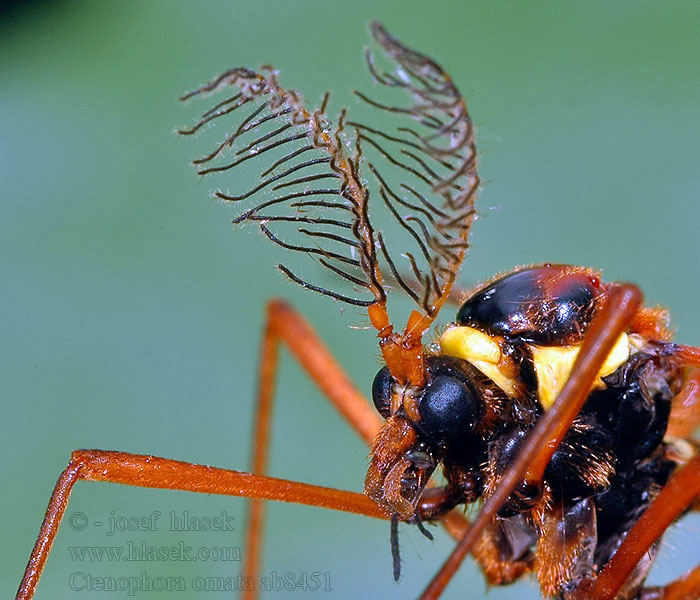 Sárga fésűsszúnyog Ctenophora ornata