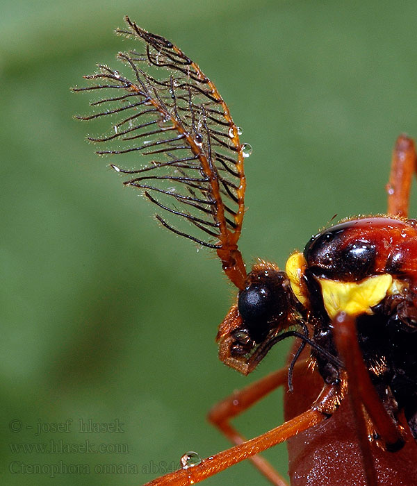 Ctenophora ornata