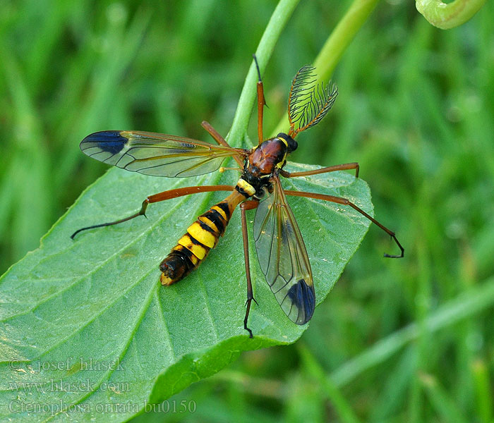 Ctenophora ornata Gele Kamlangpootmug