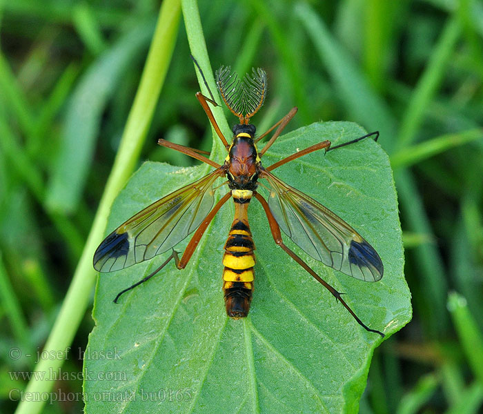 Ctenophora ornata Sárga fésűsszúnyog