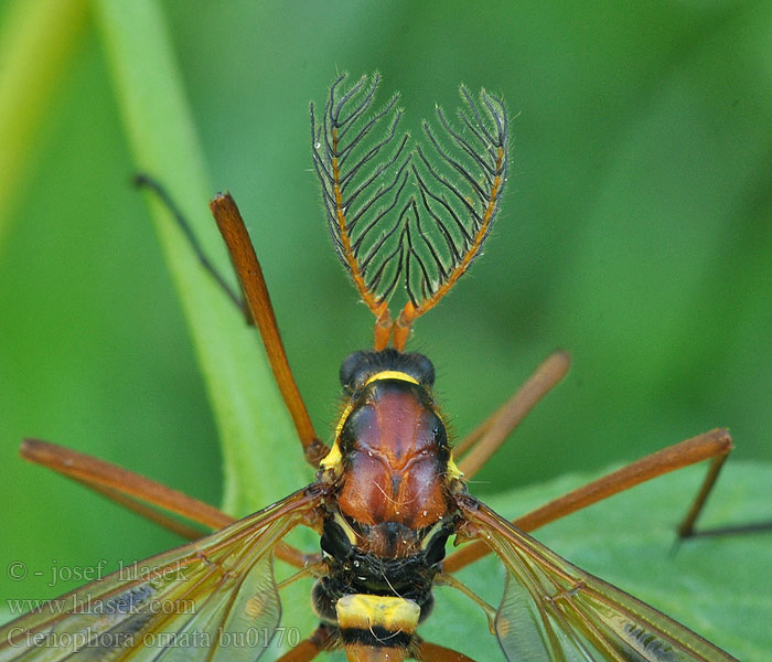 Ctenophora ornata