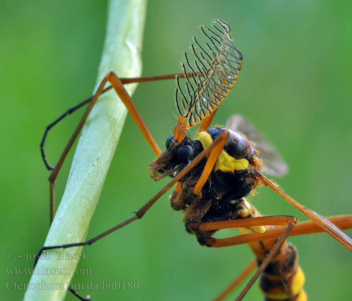 Gele Kamlangpootmug Ctenophora ornata