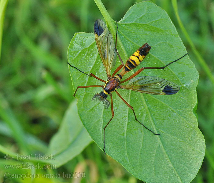 Sárga fésűsszúnyog Ctenophora ornata