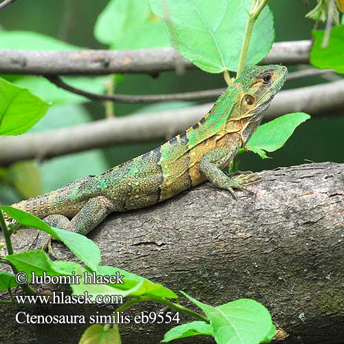 Ctenosaura similis Black Iguana Spiny-tailed Leguán černý Iguana Negra Zwarte leguaan ツナギトゲオイグアナ Schwarzen Leguan Schwarzleguan Legwan czarny Чёрная игуана