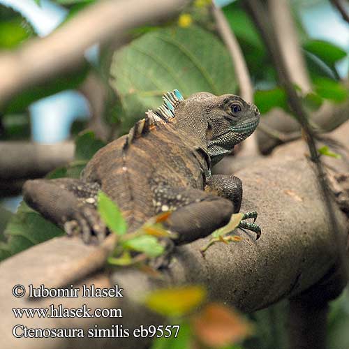 Iguana Negra Zwarte leguaan ツナギトゲオイグアナ Schwarzen Leguan Schwarzleguan Legwan czarny Чёрная игуана Ctenosaura similis Black Iguana Spiny-tailed Leguán černý