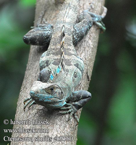 Schwarzleguan Legwan czarny Чёрная игуана Ctenosaura similis Black Iguana Spiny-tailed Leguán černý Iguana Negra Zwarte leguaan ツナギトゲオイグアナ Schwarzen Leguan