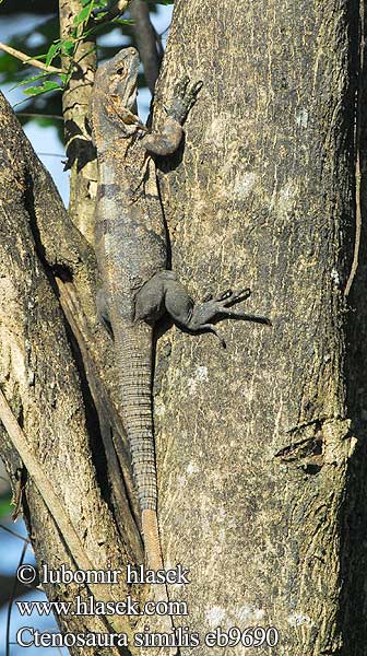 Black Iguana Spiny-tailed Leguán černý Iguana Negra Zwarte leguaan ツナギトゲオイグアナ Schwarzen Leguan Schwarzleguan Legwan czarny Чёрная игуана Ctenosaura similis