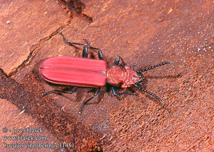 Cucujus cinnaberinus Scharlachroter Plattkäfer